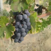 خدمات تخصصی و حرفه ای باغبانی وفضای سبز|خدمات باغبانی و درختکاری|سنندج, |دیوار