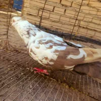 کبوتر|پرنده|سوسنگرد, |دیوار