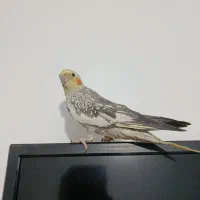 عروس هلندی
