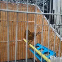 قناری فروشی