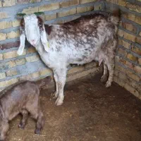 بز و بزغاله|حیوانات مزرعه|تایباد, |دیوار