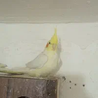 عروس لوتینو دستی ماده معاوضه با مرغ عشق،فنچ،کوتوله|پرنده|مشهد, شهرک مهر آباد|دیوار