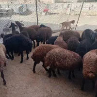 بره نرماده