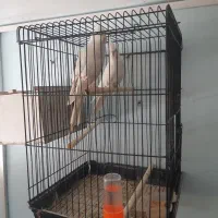 جفت عروس البینو