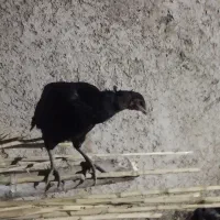 غوغاز اردک مرغ لاری|حیوانات مزرعه|قرق, |دیوار