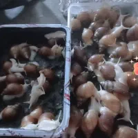 حلزون 25 عدد دانه ای 250 جفتی 500|خزنده|بم, |دیوار