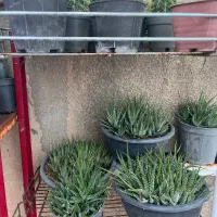 حراج گلخانه کاکتوس با کمترین قیمت|گل و گیاه طبیعی|نورآباد ممسنی, |دیوار