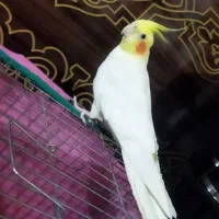 عروس هلندی دستی