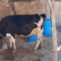 گاو شیر با گوساله