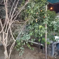 82-متر-عباس-آباد-حیاط-اختصاصی