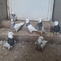 کبوتر طوقی زرین و هفت رنگ کرمانشاهی (شهر جم )