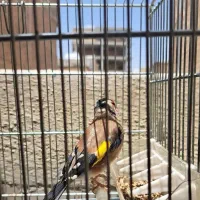 سهره سرحال جوان|پرنده|اسلامشهر, باغ فیض|دیوار