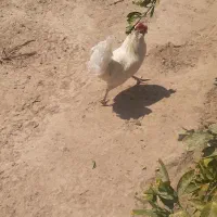 خروس گلین سفید