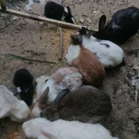 خرگوش