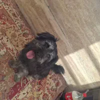 توله سگ نژاد شیتزو تریر 5 ماهه|سگ|ملایر, |دیوار