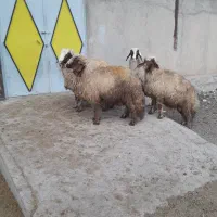 بره قوچ سنجابی اصیل