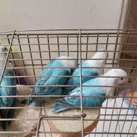 طوطی برزیلی جفت ۷ ماهه فیروزه ای|پرنده|تهران, دبستان|دیوار