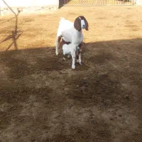 گوسفند|حیوانات مزرعه|شیروان (خراسان), |دیوار