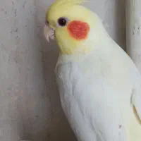 عروس هلندی سخنگو