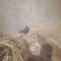 سبز|پرنده|آبپخش, |دیوار