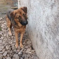 سگ ژرمن|سگ|کوچصفهان, |دیوار