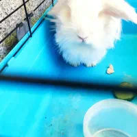 خرگوش  لوپ هلندی