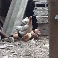 جوجه