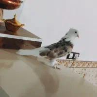 کبوتر هما درجه یک