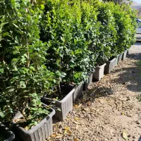 یاس هلندی جعبه 40|گل و گیاه طبیعی|تهران, افسریه جنوبی|دیوار