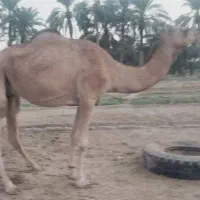 شتر ماده با بچش شیری|حیوانات مزرعه|ایرانشهر, |دیوار