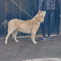 سگ عراقی س پ ر زن