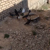 دسته ۱۸کبوتر