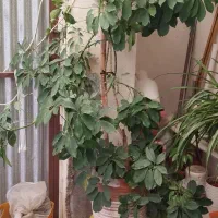 گل طبیعی|گل و گیاه طبیعی|بجنورد, |دیوار