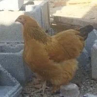 مرغ و‌خروس برهما