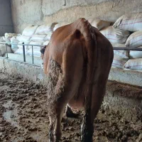 ماده گاوسیمینتال