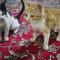 گربه