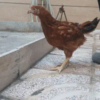 مرغ و خروس|حیوانات مزرعه|تهران, یاخجی آباد|دیوار
