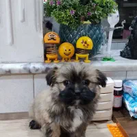 سگ توجیبی خیلی مهربونه