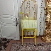 عروس هلندی|پرنده|تبریز, |دیوار