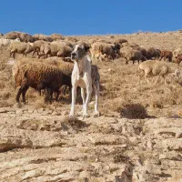 ماده خراسانی|سگ|قوچان, |دیوار