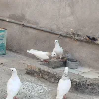 کبوتر طوقی نسل دار