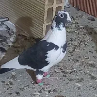 کفتر .کبوتر