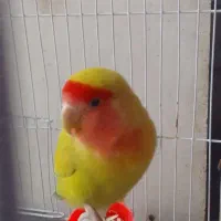 کوتوله برزیلی|پرنده|کاشمر, |دیوار