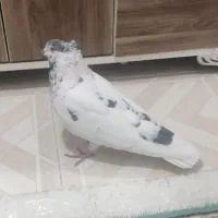 نرجوزی کاکلی درشت وپرشتی|پرنده|بروجرد, |دیوار