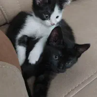 واگذاری دو عدد پیشی نر ‌و ماده شیطون