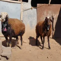 دو عدد ورن افشار جوان|حیوانات مزرعه|کوهدشت, |دیوار