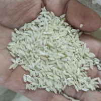 برنج چمپا کریک