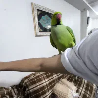 طوطی ملنگو سالم و دستی