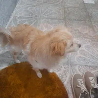 سگ پامرین روباهی|سگ|باسمنج, |دیوار