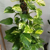 گل های شاداب